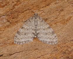 Attēlu rezultāti vaicājumam “Trichopteryx carpinata”