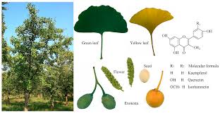 Attēlu rezultāti vaicājumam “Ginkgo biloba leaf”