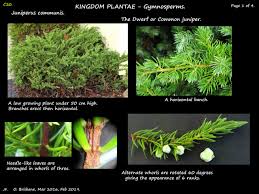 Attēlu rezultāti vaicājumam “Juniperus communis leaf”