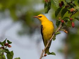 Attēlu rezultāti vaicājumam “Oriolus oriolus male”