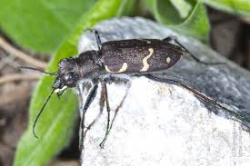 Attēlu rezultāti vaicājumam “Cicindela sylvatica”