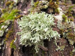 Attēlu rezultāti vaicājumam “Ramalina pollinaria”