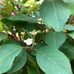 Attēlu rezultāti vaicājumam “Cotoneaster multiflorus”