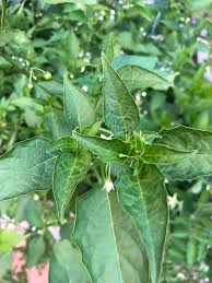 Attēlu rezultāti vaicājumam “Solanum nigrum leaf”