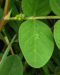 Attēlu rezultāti vaicājumam “Lycogala asperum”