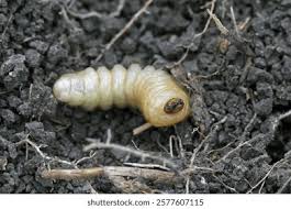 Attēlu rezultāti vaicājumam “Paracorymbia maculicornis imago”