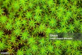 Attēlu rezultāti vaicājumam “Sphagnum girgensohnii”