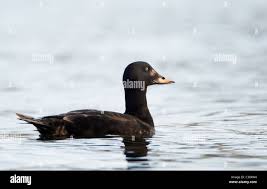 Attēlu rezultāti vaicājumam “Melanitta fusca”