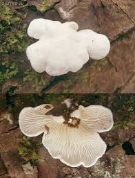 Attēlu rezultāti vaicājumam “Crepidotus versutus”