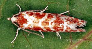 Attēlu rezultāti vaicājumam “Rhyacionia pinicolana”