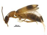 Attēlu rezultāti vaicājumam “Anthicidae”