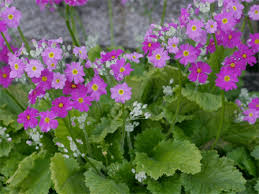 Image result for Primula malacoides