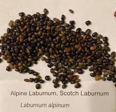 Attēlu rezultāti vaicājumam “Laburnum alpinum fruit”