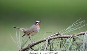 Image result for Luscinia calliope