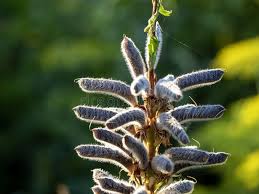 Attēlu rezultāti vaicājumam “Lupinus polyphyllus fruit”