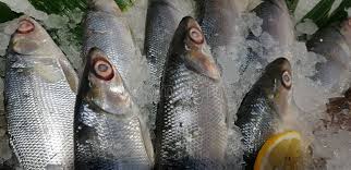 Image result for Chanos chanos