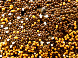 Attēlu rezultāti vaicājumam “Trichia varia sessile”