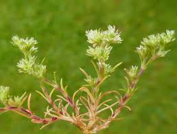 Attēlu rezultāti vaicājumam “Scleranthus annuus flower”
