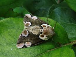 Attēlu rezultāti vaicājumam “Thyatira batis larva”