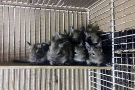 Картинки по запросу белку зажевало в диск