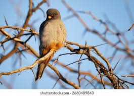 Attēlu rezultāti vaicājumam “Falco vespertinus adult”