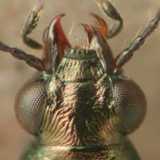 Attēlu rezultāti vaicājumam “Bembidion sp.”