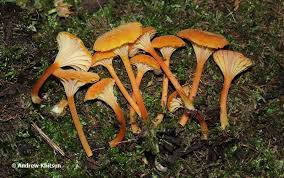 Attēlu rezultāti vaicājumam “Hygrocybe cantharellus”