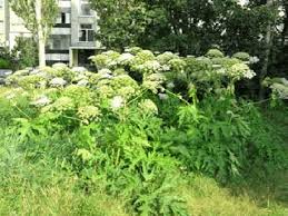 Attēlu rezultāti vaicājumam “Heracleum sosnowskyi”