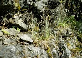 Attēlu rezultāti vaicājumam “Elymus caninus”