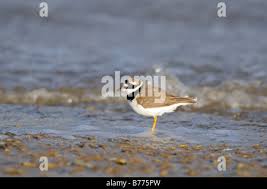 Attēlu rezultāti vaicājumam “Charadrius hiaticula adult”