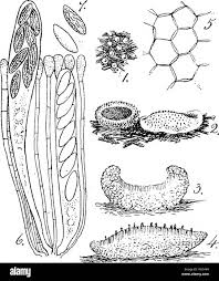 Attēlu rezultāti vaicājumam “Ascobolus furfuraceus”