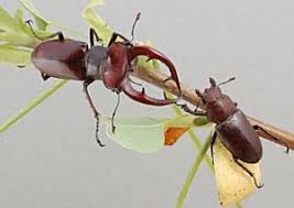 Attēlu rezultāti vaicājumam “Lucanidae”
