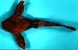 Aspredinidae