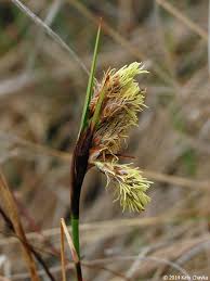 Attēlu rezultāti vaicājumam “Eriophorum angustifolium fruit”