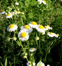 Attēlu rezultāti vaicājumam “Erigeron annuus”