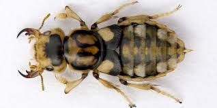 Attēlu rezultāti vaicājumam “Staphylinidae”