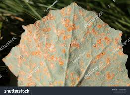 Attēlu rezultāti vaicājumam “Coleosporium sp.”