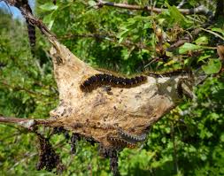 Attēlu rezultāti vaicājumam “Eriogaster lanestris larva”