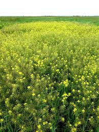 Attēlu rezultāti vaicājumam “Rorippa amphibia”