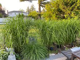 Image result for Miscanthus sinensis Zebrina