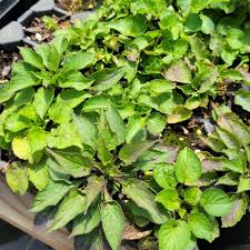 Image result for Campanula americana