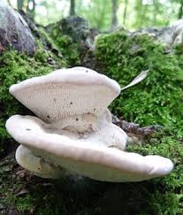 Attēlu rezultāti vaicājumam “Trametes gibbosa”