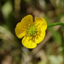 Attēlu rezultāti vaicājumam “Ranunculus auricomus leaf”