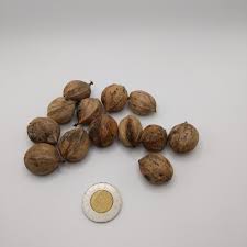 Attēlu rezultāti vaicājumam “Carya ovata fruit”