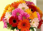 gerbera