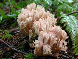 Attēlu rezultāti vaicājumam “Trichia botrytis var. cerifera macro”