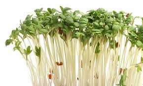 Image result for Gartenkresse