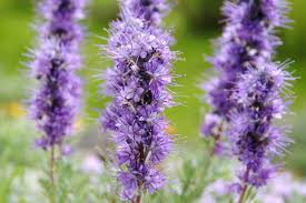 Image result for Phacelia