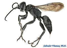 Attēlu rezultāti vaicājumam “Crabronidae”