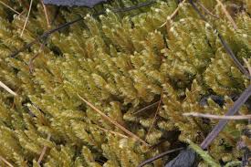 Attēlu rezultāti vaicājumam “Calliergonella lindbergii”